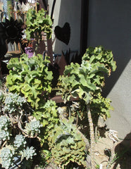 Kalanchoe Beharensis Velvet Elephant Ears Cuttings 10-12" Tall - Unique Succulent Plant for Home Decor