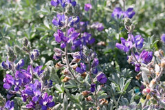 Dune Bush Lupine Seeds - 25+ Seeds for Garden Planting - Lupinus arboreus - USA Native Flowers