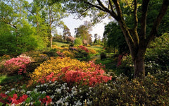 Wildflower Seed Mix 600+ Seeds, 20 Hand Selected Species for Shade, Native Wildflowers
