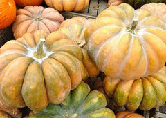 Fairytale Pumpkin Seeds - Fresh Heirloom Seeds for Planting - Cucurbita pepo