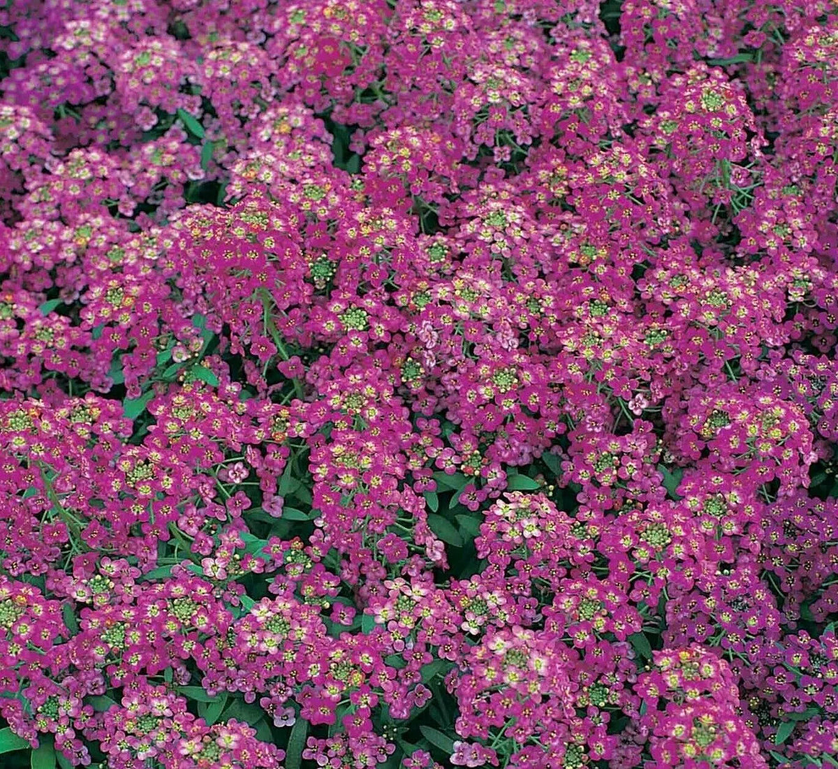Alyssum Seeds 1500+ Royal Carpet Purple Flower Annual Garden Bee-Friendly
