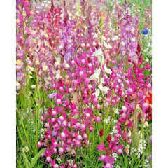 Snapdragon Seeds - 2000+ Northern Lights Mix - Colorful Spring & Fall Flowers - Antirrhinum majus