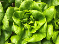 Bibb Butterhead Lettuce Seeds 600+ Non-GMO USA Seller - Heirloom Vegetable Seeds for Home Garden (Lactuca sativa)