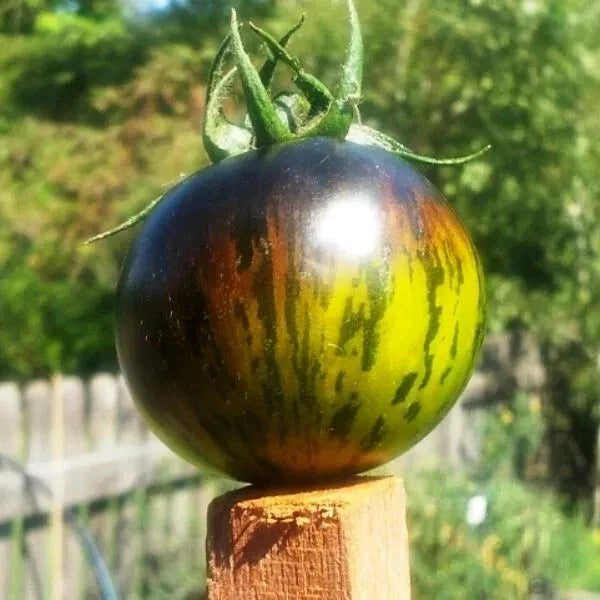 Green Zebra Tomato Seeds - 30+ Heirloom Non-GMO Organic Seeds - Perfect for Home Gardening - Solanum lycopersicum