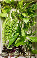 20 Rooted House Plant Cuttings - Four Varieties - Perfect for Propagation - Indoor Plants - Home Decor - Greenery