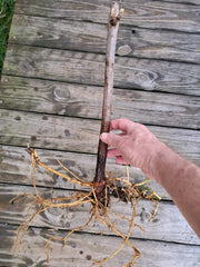 American Elderberry Plants - 2 Rooted Plants - Sambucus canadensis - Hardy Berry Bushes for Garden or Landscape