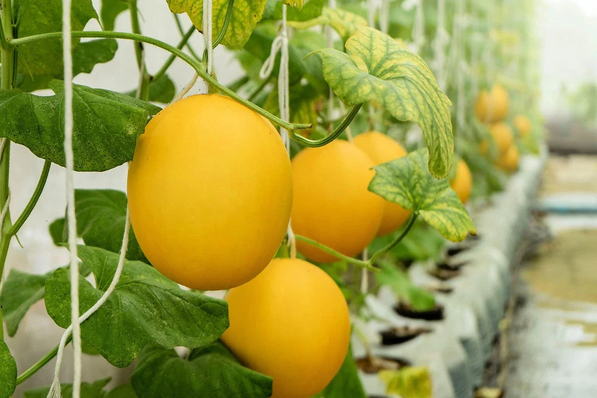 Canary Yellow Melon Seeds - 10 Pack - Hanging Variety - Cucumis melo - Made in USA, Ships Fast