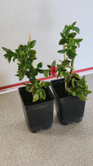 Live Sun Rose Plants - 6 to 8 Inches - "Red Apple" Variety - Rooted in Soil - Ideal for Gardens and Containers