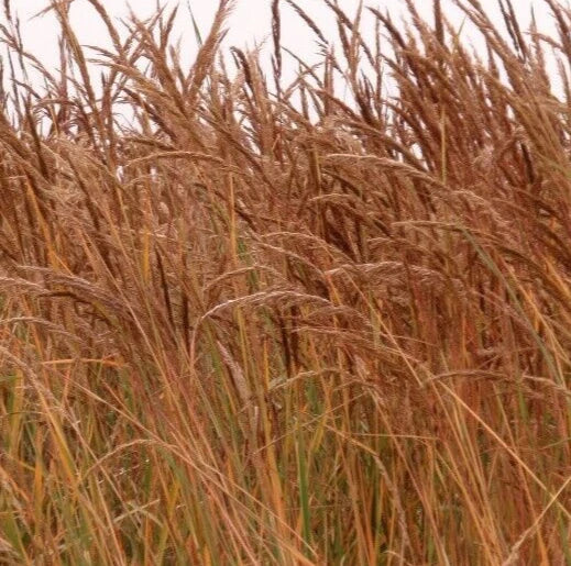 Indian Grass Seeds 300+ Perennial Ornamental Grass, Sorghastrum nutans, Garden Planting, Free Shipping