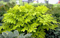 Aralia ‘Sun King’ – Japanese Spikenard Live Starter Plant, Bold Shade Perennial with Chartreuse Foliage, Easy Landscape Plant