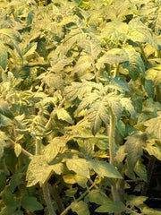 2 Mortgage Lifter Tomato Live Plants (Solanum lycopersicum) 6–10" | Heirloom Giant Slicer | Large Pink Tomato Starter Plants