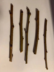 5 Sweet Pluerry Scion Cuttings – 3–5" Unrooted Grafting Wood – Rare Plum x Cherry Hybrid for Grafting Stone Fruit Trees