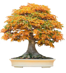 Bonsai Tree Seeds - Trident Maple - 20+ Seeds - Acer buergerianum - Ideal for Bonsai Cultivation