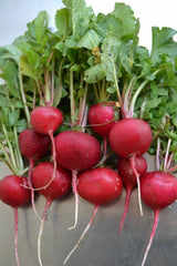 Crimson Giant Radish Seeds - 100/200/500/2000 Heirloom Seeds for Crispy, Huge Harvests - Raphanus sativus