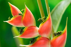 Heliconia Seeds for Planting - 10 Seeds - Heliconia Champneana - Tropical Banana Plant