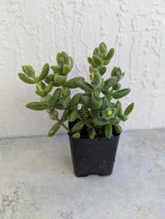 Pickle Succulent Plant 2 Inch Delosperma Echinatum Rooted Pot