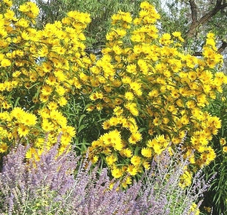 Maximilian Prairie Sunflower Seeds - Native Wildflower, Drought Tolerant, Heat Resistant, Perfect for Fencing (Helianthus maximiliani)