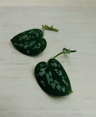 Satin Pothos Cuttings | Rooted Live Plant Nodes | Scindapsus pictus
