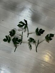 Mini Monstera Cuttings - 2 Leaves with 2 Nodes - Rhaphidophora Tetrasperma - Indoor Plant Propagation