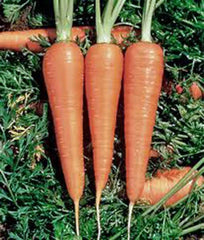 Heirloom Carrot Seeds - Danvers 126 Variety - 500+ Seeds - Organic Garden Seeds, Daucus carota