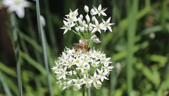 Garlic Chive Plants, Two Established Plants, Organic Allium Tuberosum, Herb Garden Starter