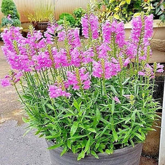 Obedient Plant Flower Seeds - 50+ Seeds, Native Wildflower, Deer Resistant, Easy to Grow, Physostegia virginiana