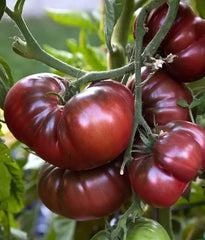 Black Brandywine Tomato Seeds - 10+ Heirloom Organic NON-GMO - Fresh Seed Pack for Gardening - Solanum lycopersicum