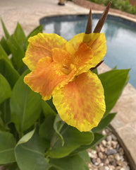 Canna Lily Plant - Yellow & Orange - Canna indica - Tropical Flowering Plant for Gardens and Landscapes