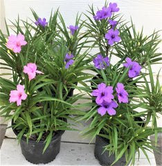 Dwarf Katie Ruellia Plants - 6 Flowering Plants (4 Purple, 2 Pink) with Roots and Leaves - Ruellia brittoniana