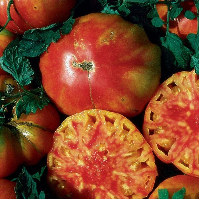 Heirloom Hillbilly Tomato Seeds - Organic Non-GMO - 10+ Fresh Rare Seeds - Perfect for Home Garden