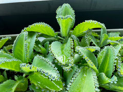 Kalanchoe Daigremontiana 'Mother of Thousands' Succulent Plant - Easy Care Houseplant for Indoor Gardening
