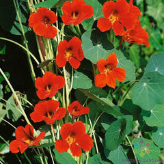 Spitfire Nasturtium Seeds - 50+ Pack for Garden Planting - Tropaeolum majus - USA Grown