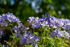 Chattahoochee Phlox Seeds - 100+ Bulk Pack for Garden Planting - Phlox paniculata - USA Grown