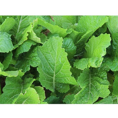 Florida Broadleaf Mustard Seeds | 4000 NON-GMO Heirloom Seeds | Brassica juncea | USA Seller
