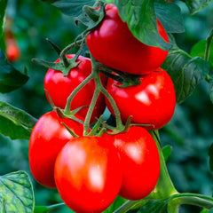 Rio Grande Tomato Seeds - 10+ Organic Heirloom Non-GMO Seeds - Fresh Gardening Variety - Solanum lycopersicum