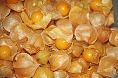 Ground Cherry Seeds - 100+ Fresh Seeds - Physalis pruinosa - Organic Heirloom Variety for Home Gardening