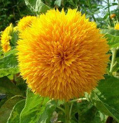 Teddy Bear Sunflower Seeds | Sungold Dwarf Variety | Fresh Garden Seed for 2025 | Helianthus annuus