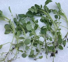 Live Watercress Cuttings - 15 Rooted Cuttings - Fresh Edible Vegetables - Nasturtium officinale