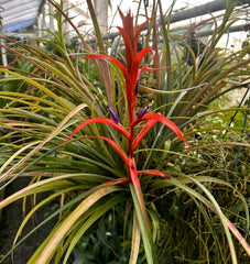 Gorgeous Tillandsia foliosa Bromeliad Plant in Spike - Mexican Green Leaf Air Plant