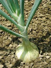 Spanish White Onion Seeds, Heirloom Variety, 25+ Seeds, Sweet Flavor, Perfect for Cooking