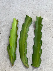 American Beauty Dragon Fruit Cuttings 8 Inch - Self Pollinating - Hylocereus undatus