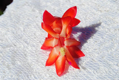 Christmas Cactus Starter Plant - Roman Candle - Schlumbergera Truncata - Well Rooted Healthy Small Plant