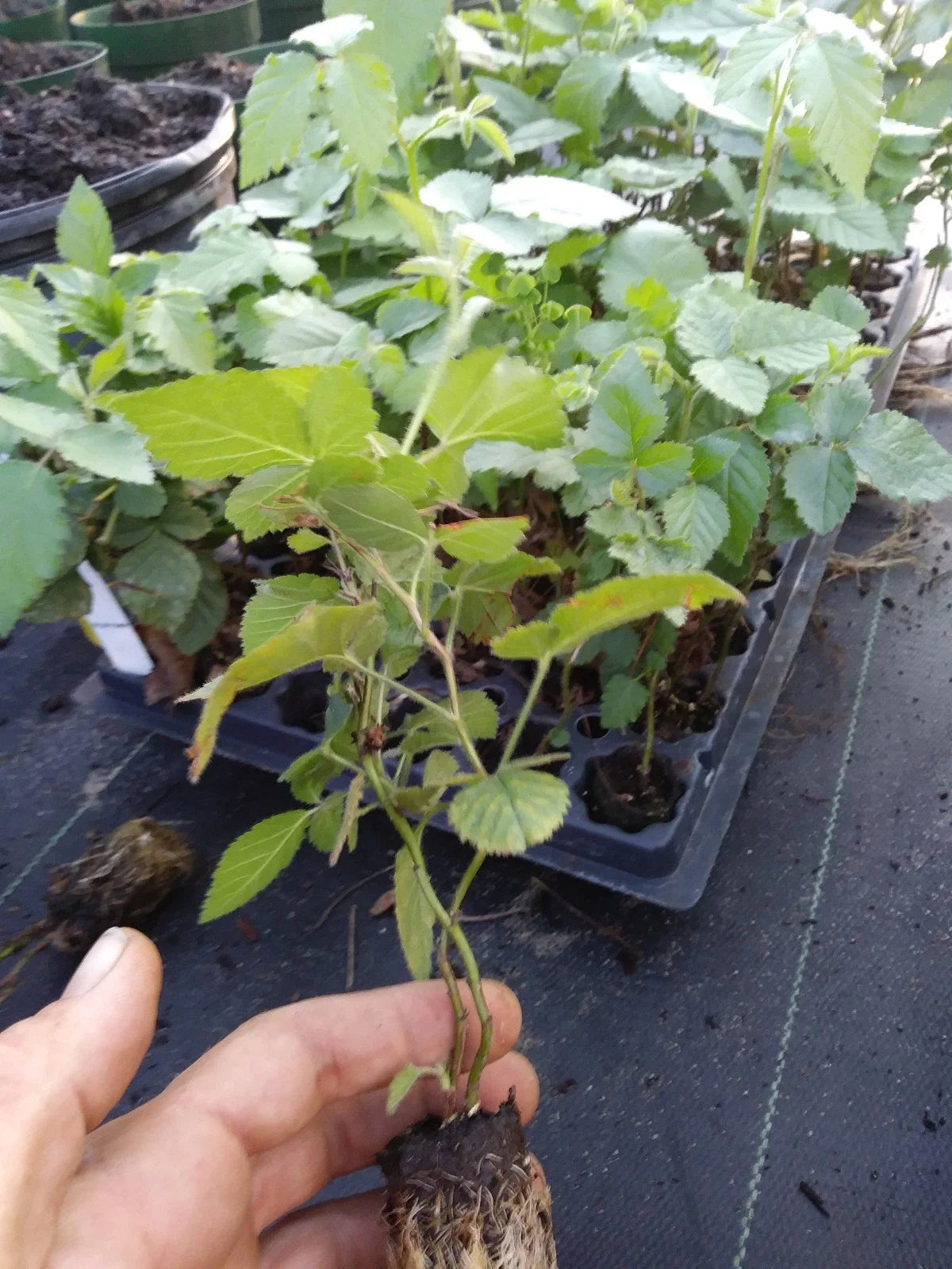 Thornless Blackberry Plant "Sweetie Pie" - 1 Healthy Non-GMO Edible Plant (Rubus fruticosus)