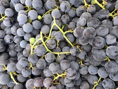 Concord Grape Plant, Live Rooted Starter, Purple/Blue, Vitis labrusca, Zones 5-9, Medium Sweet, Self-Pollinating, Organic