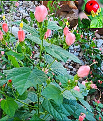 7+ Organic Pink Turk's Cap Seeds, Sleeping Hibiscus Flowers, 10/2024 Harvest, Hibiscus mutabilis