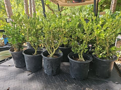 Japanese Boxwood Bonsai Tree 17" Tall Mame Dwarf Buxus sempervirens