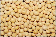 Soybean Seeds - 22 Pack - White Soybean (Glycine max) - GroCo USA - Buy 15, Ships Free