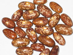 Topcrop Bush Bean Seeds 100+ - Phaseolus vulgaris - Non-GMO Vegetable Seeds for Home Garden Planting