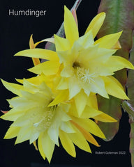 Epiphyllum 'Hum Dinger' Unrooted Cutting - Rare Orchid Cactus - Exotic Houseplant Succulent