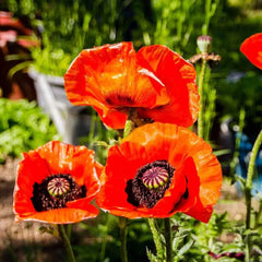 Poppy Seeds - 500 Count - Prince of Orange Red Flowers - Oriental Perennial Poppies - Non-GMO (Papaver orientale)